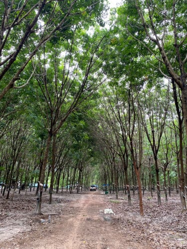 ចំការកៅស៊ូ​កំពុងប្រមូលផល​ សម្រាប់លក់