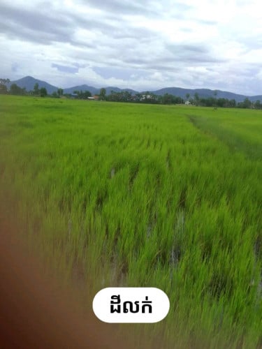 លក់ដីបន្ទាន់ ធូថ្លៃនៅខេត្ត កំពង់ស្ពឺ