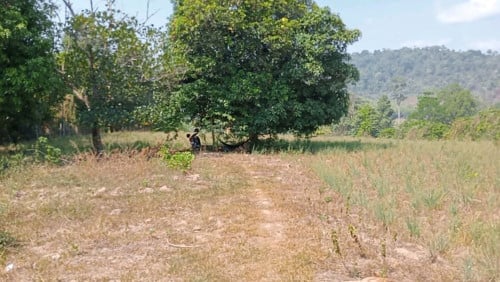 ដីកំពតលក់ (ម្ចាស់ផ្ទាល់)