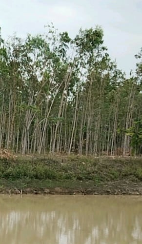 ដីលក់បន្ទាន់