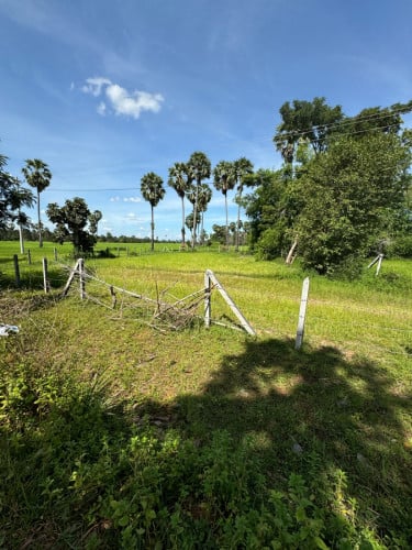 ដីស្រែលក់បន្ទាន់ផ្លូវរដ្ធ30m(ប្លង់រឹងម្ចាស់ផ្ទាល់) កាត់ប្លង់រឹងជូន (បញ្ជាក់ដីអាចសង់លំនៅដ្ធានបាន)