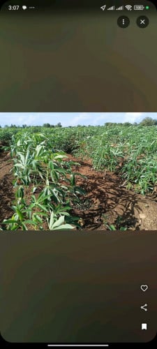 ដីចំការត្រូវការលក់បន្ទាន់