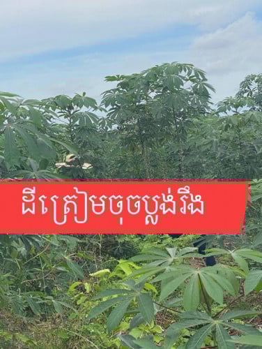 ដីចំការដំឡូងមី តំលៃធូរថ្លៃទិញទុកចំនេញទីតាំងស្រុកស្វាយលេីខេត្តសៀមរាប