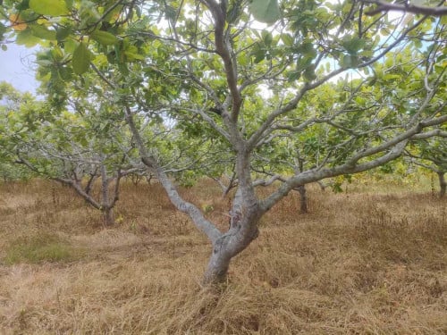 ដីចំការលក់