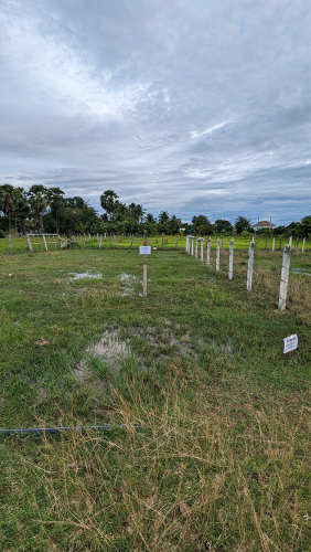 ដីលក់បន្ទាន់ ស្រុកអង្គស្នួល ខាងកើតវត្តទន្លេអុំ បាសិត ប្រហែល10គីឡូពីបឹងតាមោក