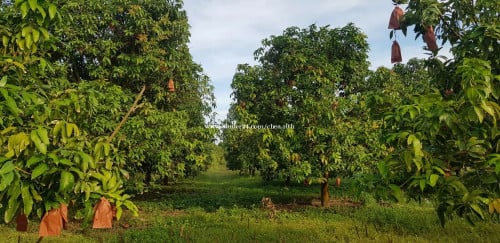 ដីចំការលក់បន្ទាន់