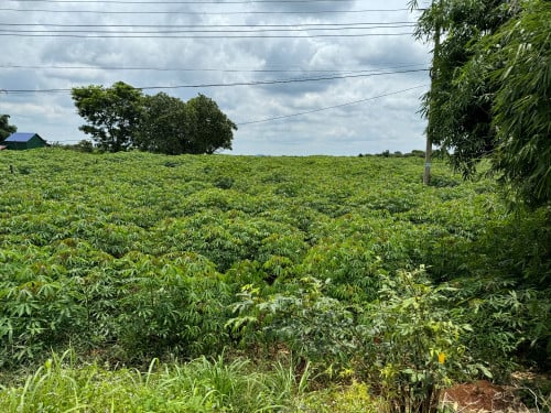 🏦Land Urgent Sale (Negotiable), ABA Loan Available