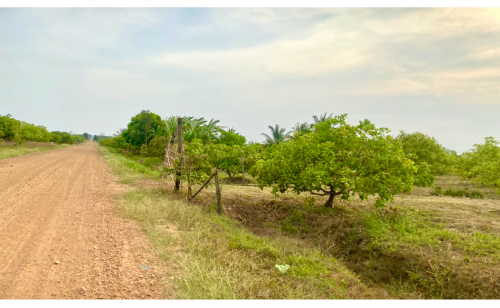 ចម្ការស្វាយចន្ទីលក់​ (30ហិកតា)