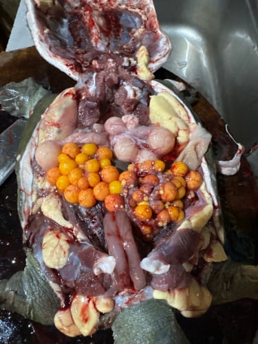 កន្ធាយបោះដុំសៀមរាប