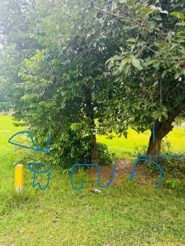 ដីលក់បន្ទាន់