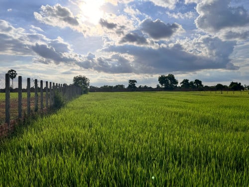ដីលក់បន្ទាន់