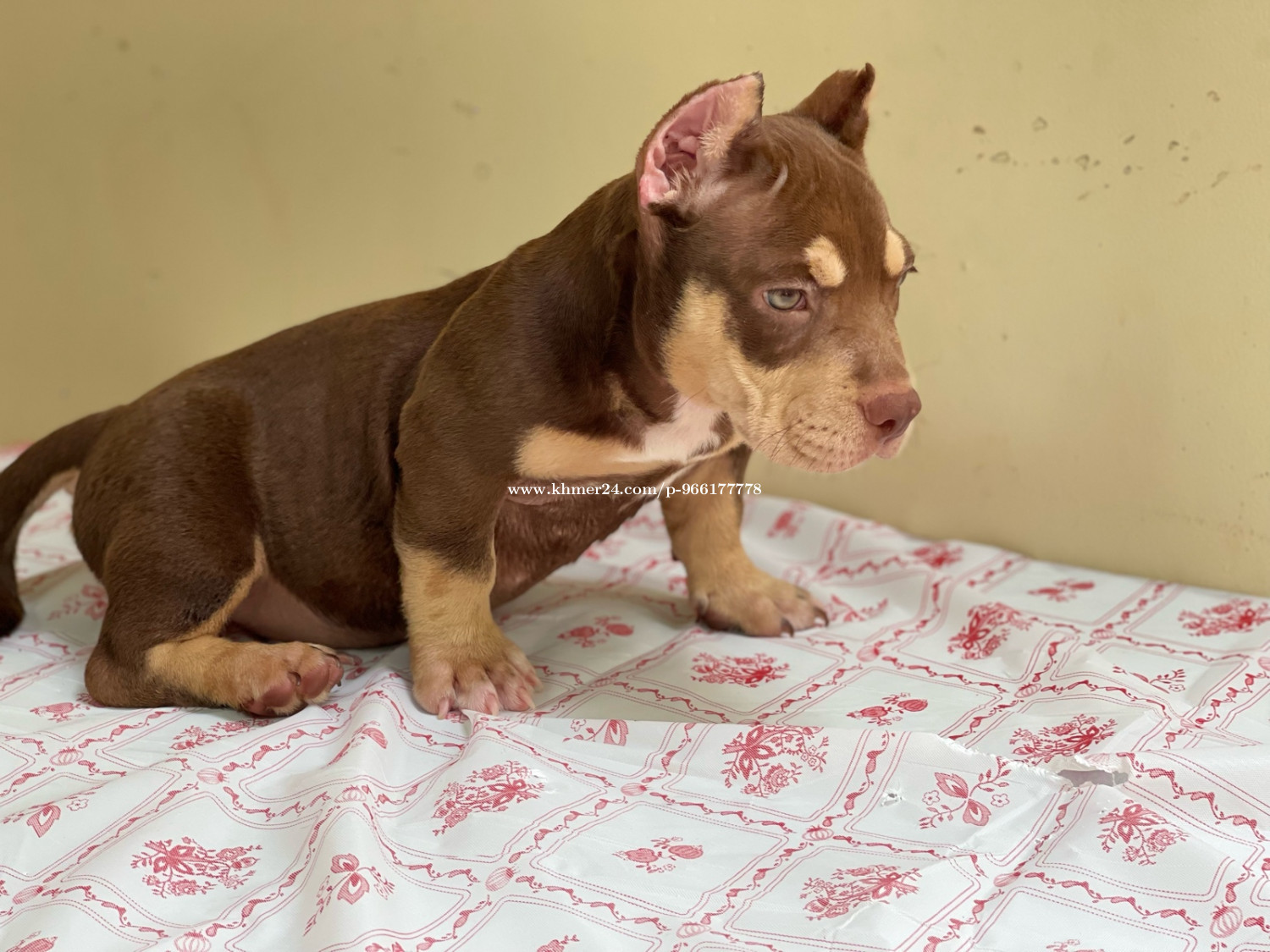 Exotic Bully Pit Bullies For Sale Exotic Bully Pitbull Puppies For