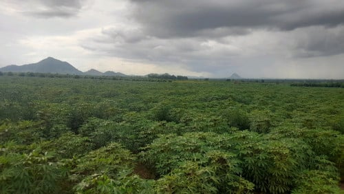 ដីចម្ការសម្រាប់លក់ ដីល្អ