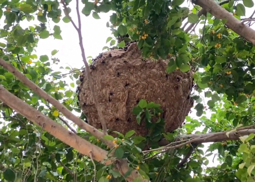 មានសេវាកម្មបាញ់ថ្នាំសម្លាប់ឱម៉ាល់និងសត្វកណ្ដៀរនិងសត្វល្អិតគ្រប់ប្រភេទ