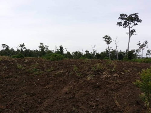 ដីចំការលក់ ជាប្រភេទដីក្រហម ជាប់អួរ ល្អសំរាប់ដំណាំធួររ៉េន ប័រ សាវម៉ាវ សណ្ដែកបាយ ។ល។