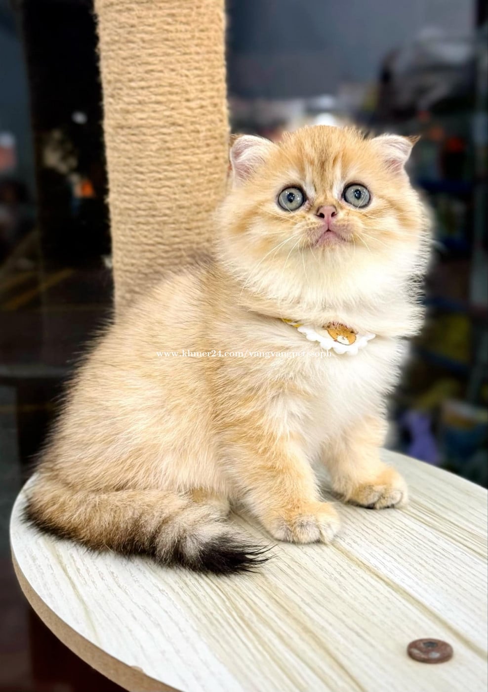 Harga British Shorthair Shorthair Kucing Preloved British