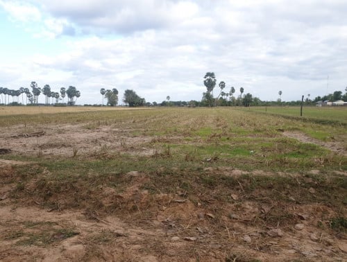 ដីលក់ប្លង់រឹង (ហ្វ្រីកាត់ប្លង់រឹងជូន)