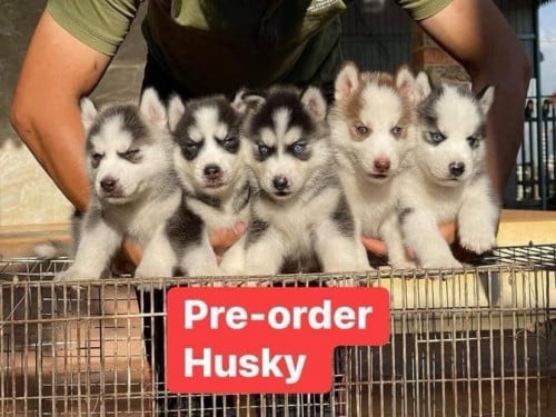 Husky
