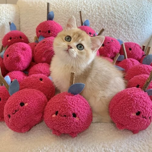 Toy cat with cat tree