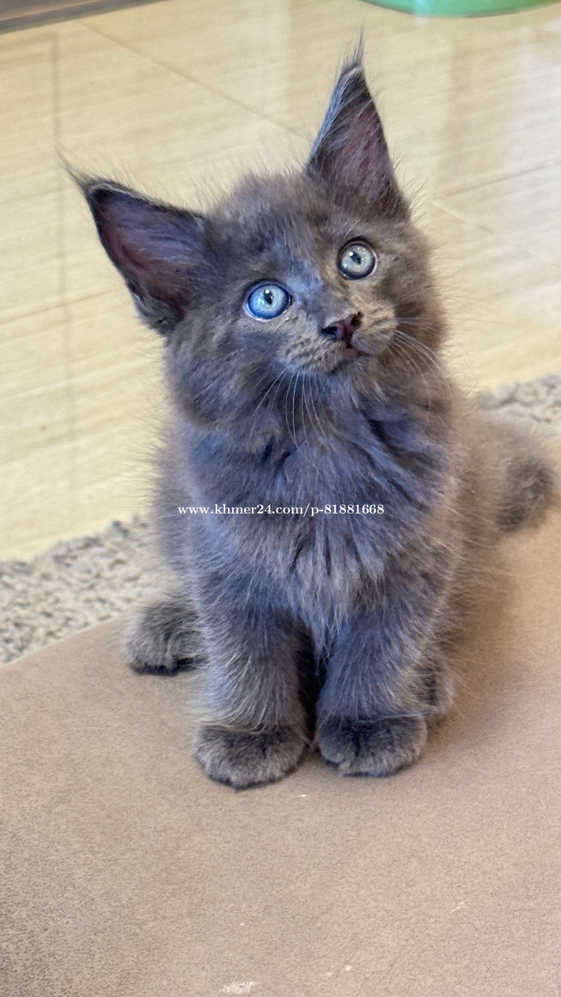 Russian blue munchkin cat for store sale