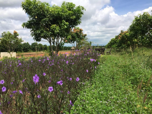 Land 15mx30m for sell at Kompongspe