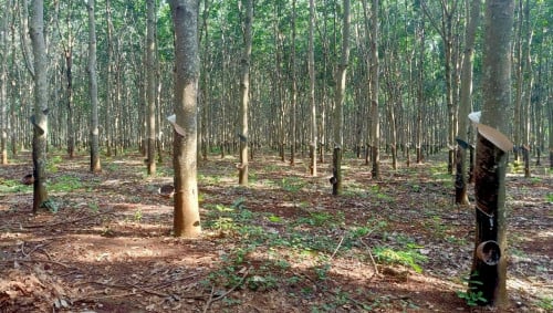 មានទទួលរៀបចំដីកសិកម្មខ្នាតធំ។