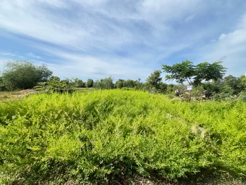 ដី​លក់ខាត​ដេីម-ជូនទឹកតែ2500$