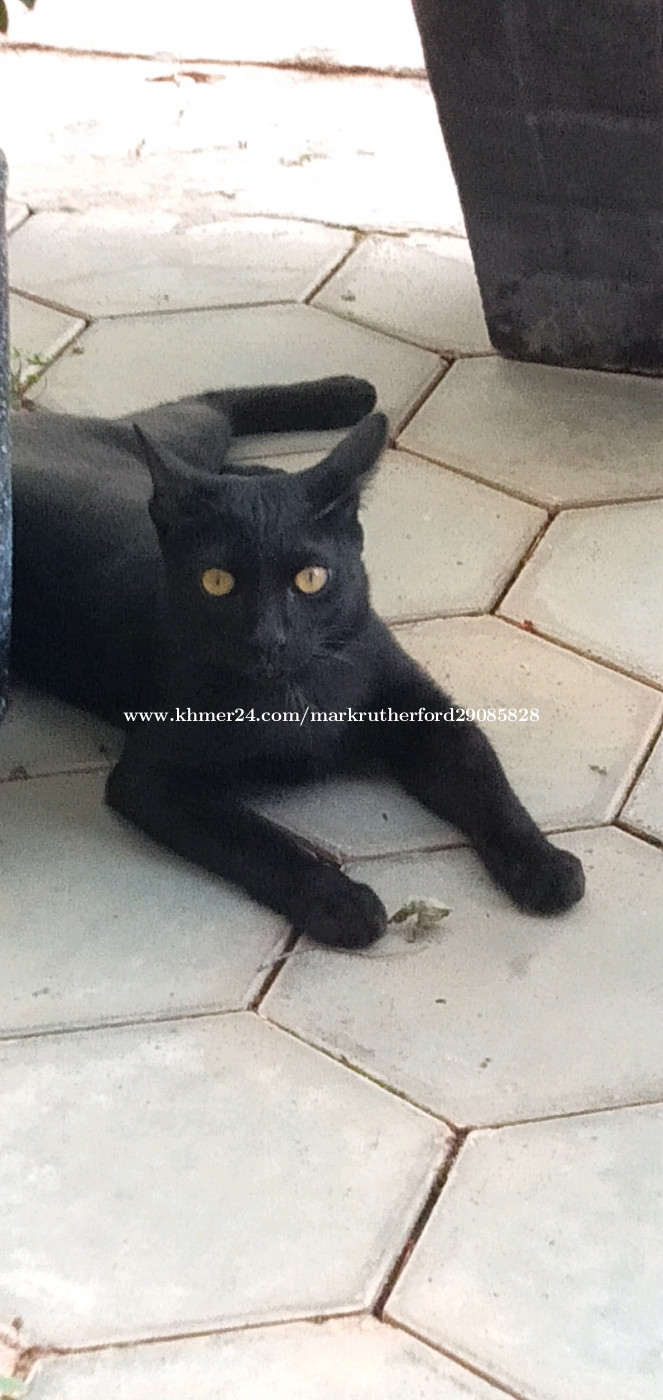 Free to a good home as I have to return to my country for major surgery