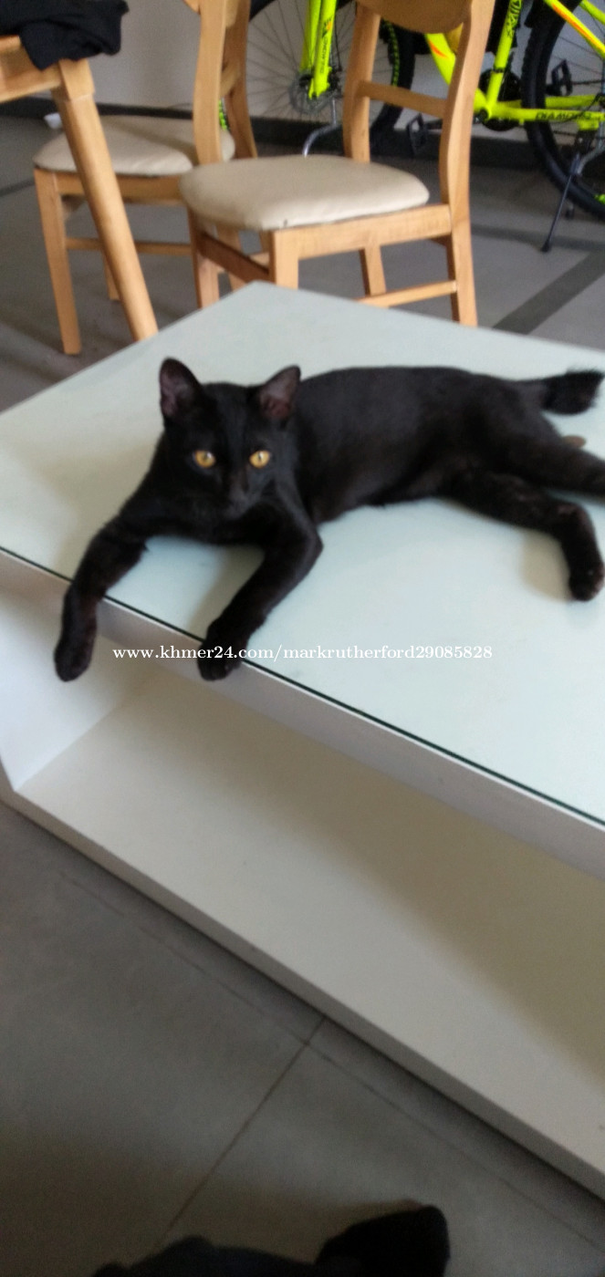 Free to a good home as I have to return to my country for major surgery