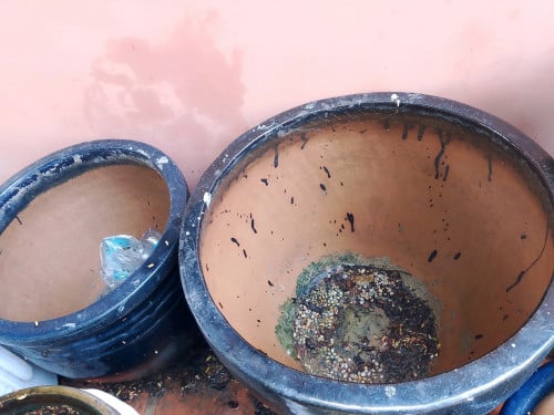 ផើងផ្កាធំ