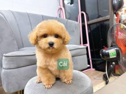 Available in store, can come and see for yourself.