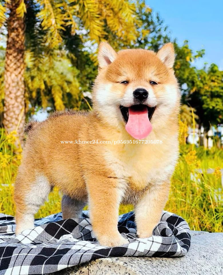 Adopt Akita Inu For Sale Near Me Akita Inu Bear Akita Rescue