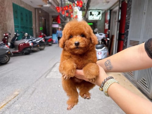 In stock, can come and see for yourself.