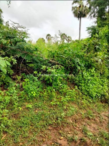 ដីចំការជិតផ្លូវកៅស៊ូលក់ប្រញាប់