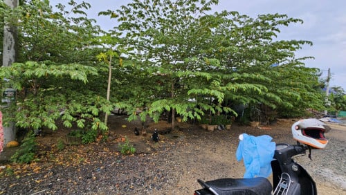 ដីលក់បន្ទាន់នៅជិតផ្លូវជាតិលេខ 33 ក្រោយផ្ទះសំណាក់ Our Family Guest House