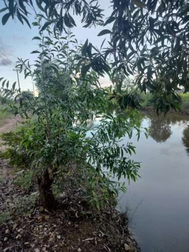 Kampot Land for sale