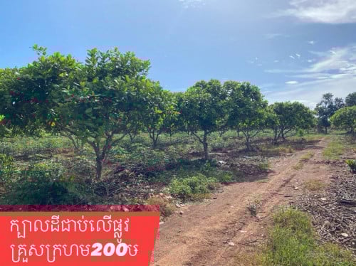 ដីចំការស្វាយចន្ធីលក់ក្រោមទីផ្សារនៅស្រុកស្វាយលេីខេត្តសៀមរាប