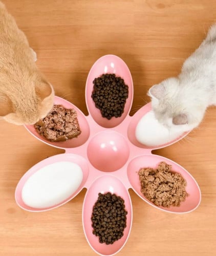 ចានឆ្មា