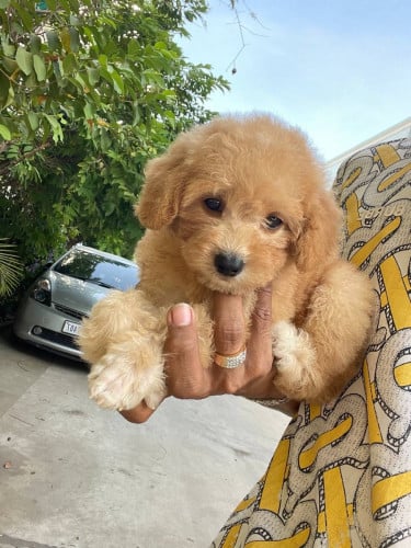 Available in store, can be seen in person at Takhmao.