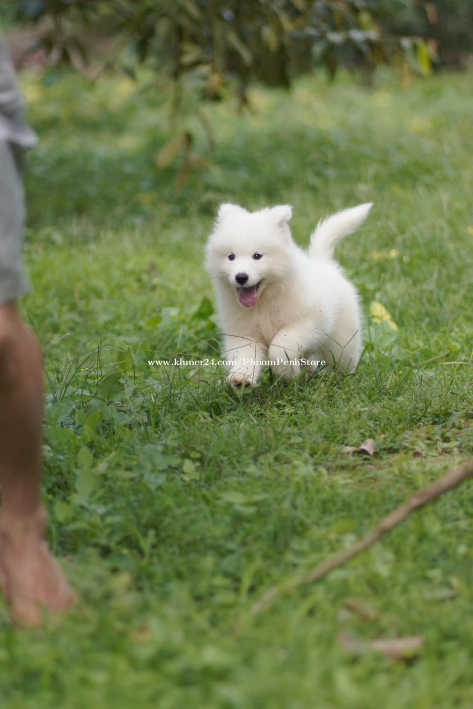 Dog Breed Golden Samoyed Puppies For Sale Dog Price Average