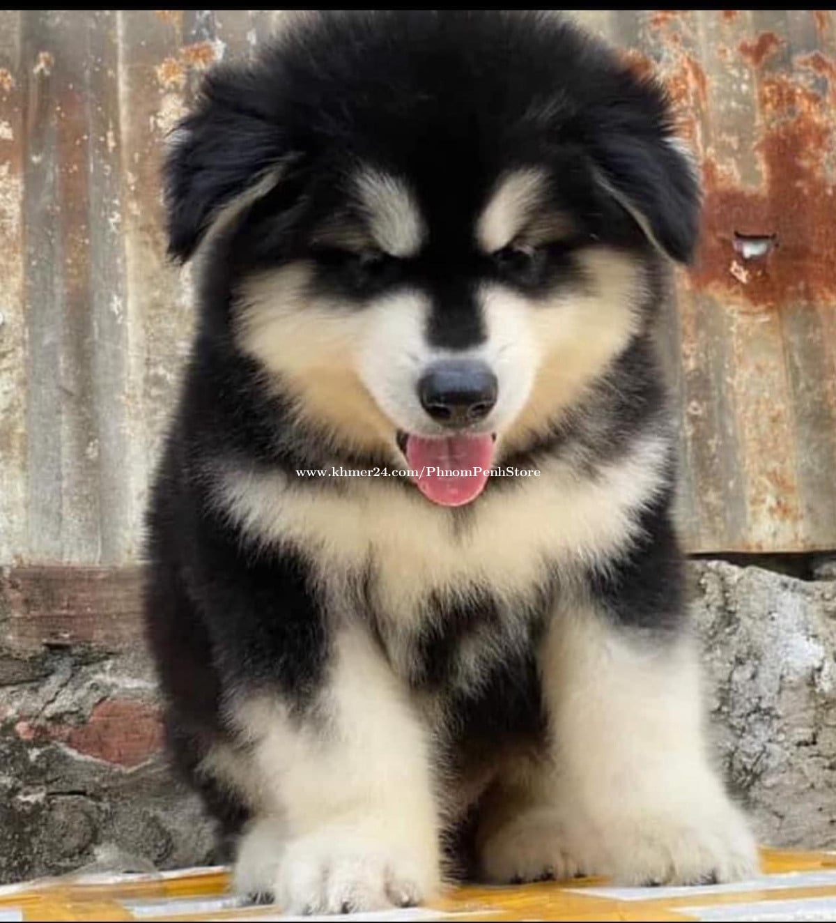 Samoyed Malamute Samoyed Malamute