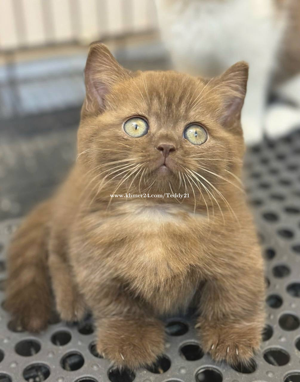 Munchkin Cat Real Cat Price In Pakistan Munchkin Kittens For Sale