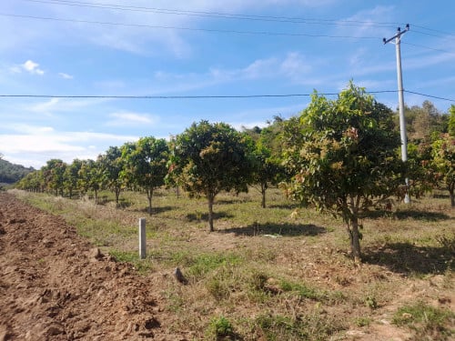 ដីលក់នៅខេត្តប៉ៃលិន