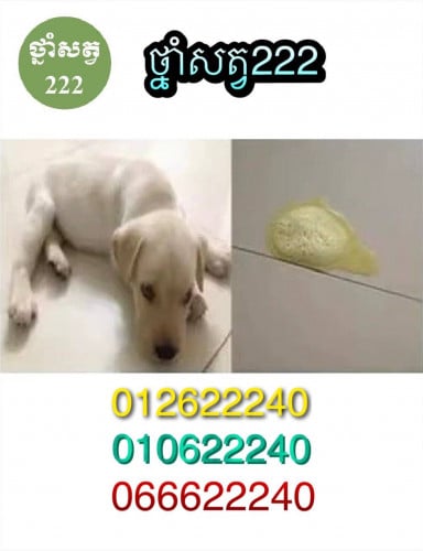 មានថ្នាំសត្វព្យាបាលគ្រប់ប្រភេទ (ចូលមើលផេកថ្នាំសត្វ222ព្យាបាលឆ្កែឆ្មា)