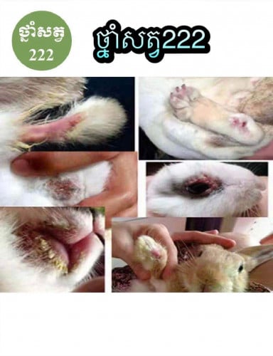 មានថ្នាំសត្វទន្សាយគ្រប់ប្រភេទ(សូមចូលមើលផេកថ្នាំសត្វ222ព្យាបាលទន្សាយ)