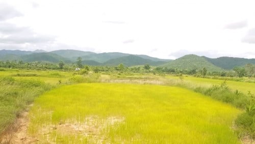 ដីស្រែលក់