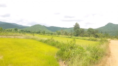 ដីស្រែលក់
