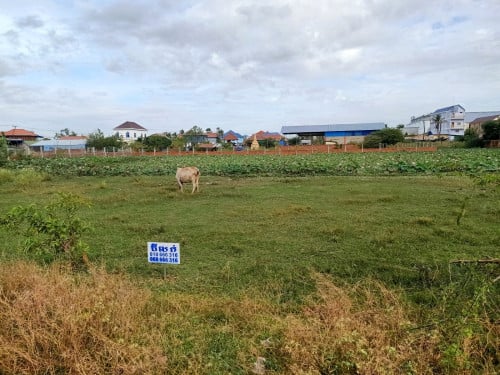 ដីក្រោយផ្សារបាត់ដឹង លក់បីឡូតិ៍ជាប់គ្នាចំងាយ 300 ម៉ែត្រ 5*20