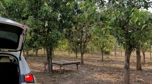 ដីចំការស្វាយជិត5ហាត់ លក់បន្ទាន់