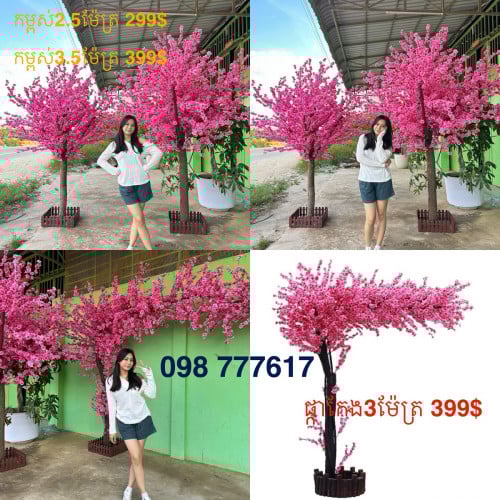 ផ្កាសាគូរ៉ាSAKURA